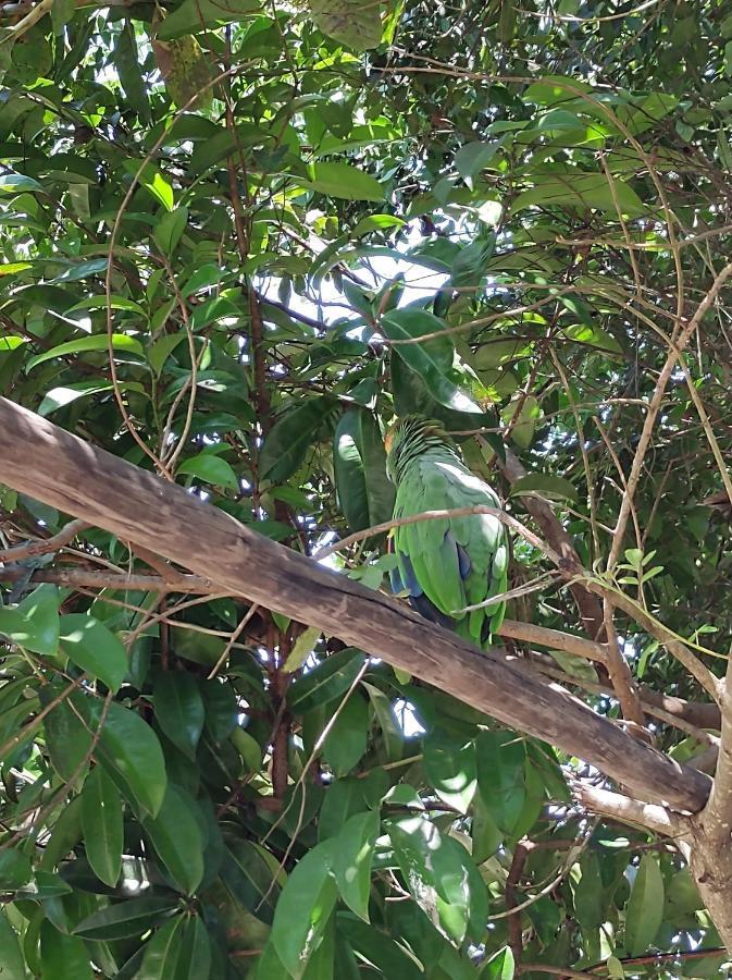 Pousada Quintal Dos Sonhos Xando Caraíva Zewnętrze zdjęcie